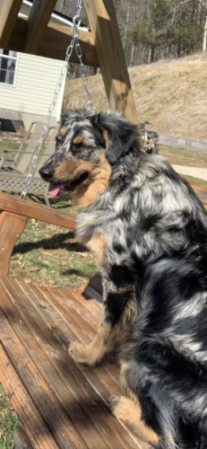 Lost Female Dog last seen Stone Mountain rd Vilas NC, Watauga County, NC 28679