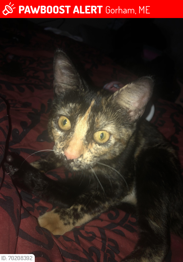 Lost Female Cat last seen Gray rd, Gorham, ME 04038