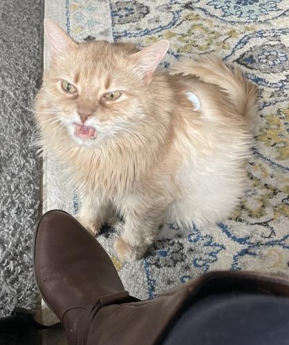 Lost Male Cat last seen Mills Dr and Wesleyan Dr, Anchorage AK , Anchorage, AK 99508
