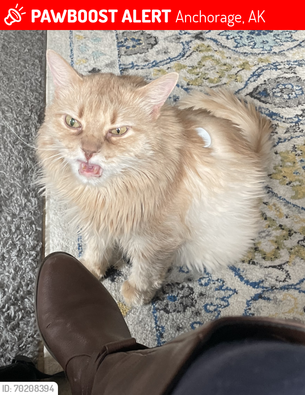 Lost Male Cat last seen Mills Dr and Wesleyan Dr, Anchorage AK , Anchorage, AK 99508