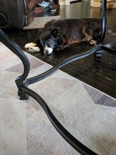 Lost Male Dog last seen Admiral and Harvard on n Knoxville ave , Tulsa, OK 74115