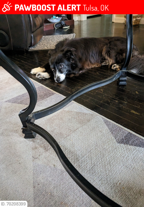 Lost Male Dog last seen Admiral and Harvard on n Knoxville ave , Tulsa, OK 74115