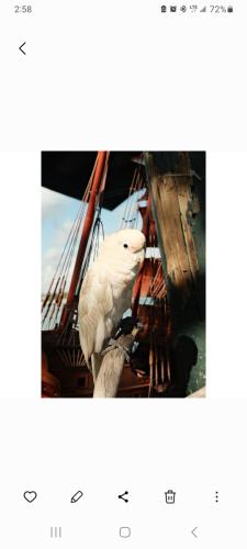 Lost Female Bird last seen Seaway market., Fort Pierce, FL 34949