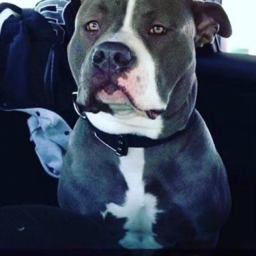 Lost Male Dog last seen Boston Ave and central ave , Bridgeport, CT 06610