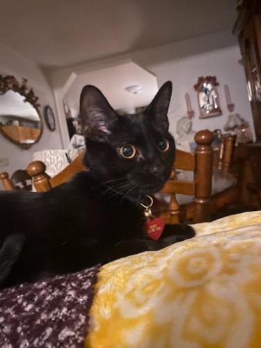 Lost Female Cat last seen Kepner middle school , Denver, CO 80219