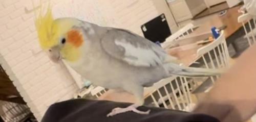 Lost Male Bird last seen Stony Point Lane and Ferry Road across from the train station, Westport, CT 06880