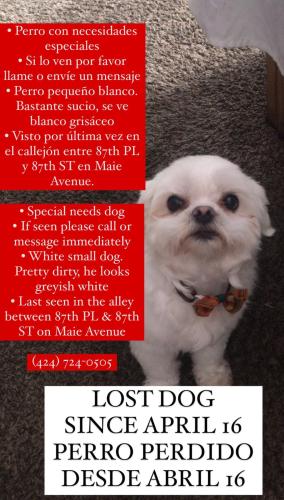 Lost Male Dog last seen maie avenue and firestone, 87th PL, Los Angeles, CA 90002