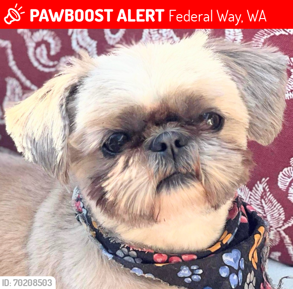 Lost Female Dog last seen SW 337th and 29th Street , Federal Way, WA 98023