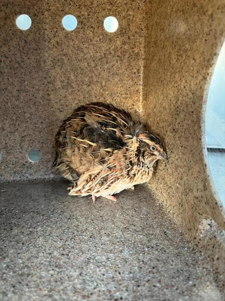 Shelter Stray Unknown Bird last seen BONNEVILLE ST & EVENTIDE AVE, Sacramento, CA 95818