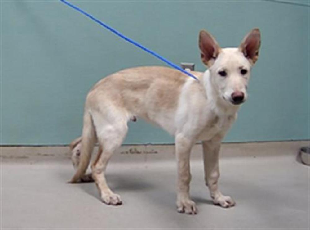 Shelter Stray Male Dog last seen Near SUTRO ST, RENO NV 89512, Reno, NV 89502