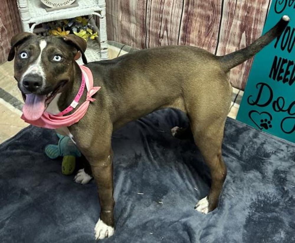Shelter Stray Female Dog last seen W WARREN/LODGE FWY, DETROIT, MI 48201, Detroit, MI 48211