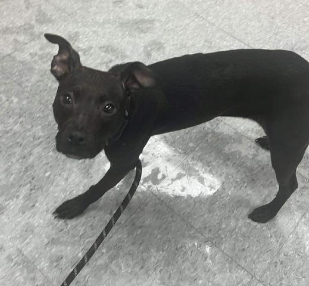 Shelter Stray Female Dog last seen Near BLOCK MORANG DR, DETROIT, MI 48224, Detroit, MI 48211