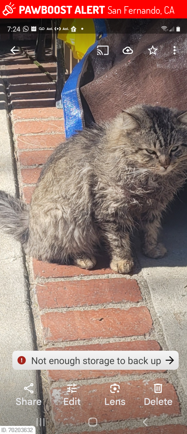 Lost Male Cat last seen Tuba and noble, San Fernando, CA 91345