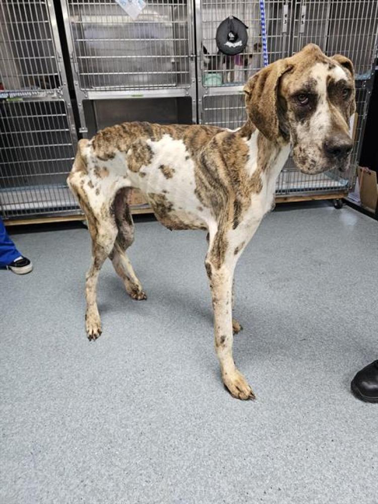 Shelter Stray Male Dog last seen Near BLK CAMEO CT, BAKERSFIELD, CA, Bakersfield, CA 93307