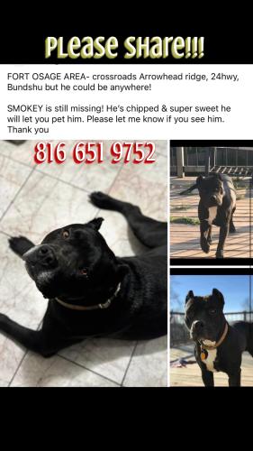 Lost Male Dog last seen Arrowhead ridge, 24 highway, Bundshu Fort Osage area , Independence, MO 64056