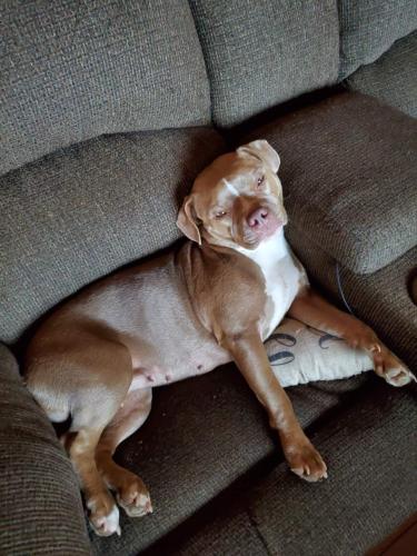 Lost Female Dog last seen Pershing ave.,Damon park, Middletown, OH 45044