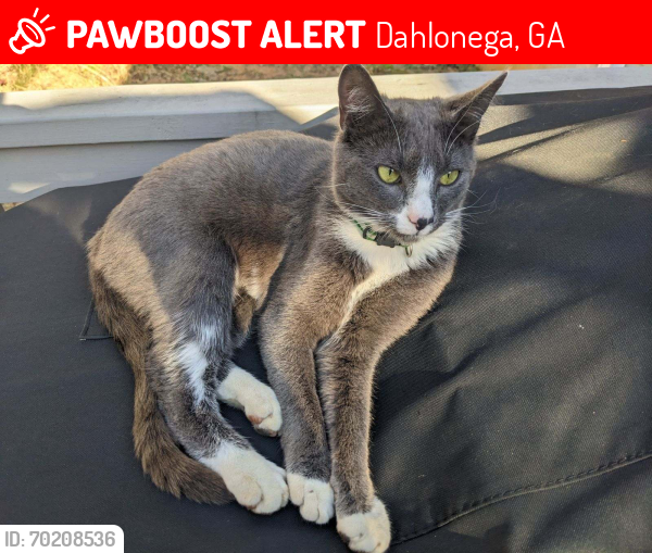 Lost Male Cat last seen Old Dahlonega Hwy., Dahlonega, GA 30533