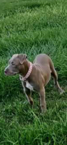 Lost Female Dog last seen Near east riverside evansville in. Also near spring and Frisbee st., Evansville, IN 47714