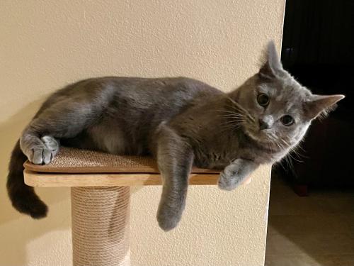 Lost Male Cat last seen The Groves Complex in Carmel Del Mar, San Diego, CA 92130