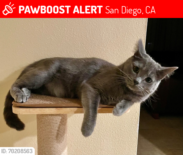 Lost Male Cat last seen The Groves Complex in Carmel Del Mar, San Diego, CA 92130