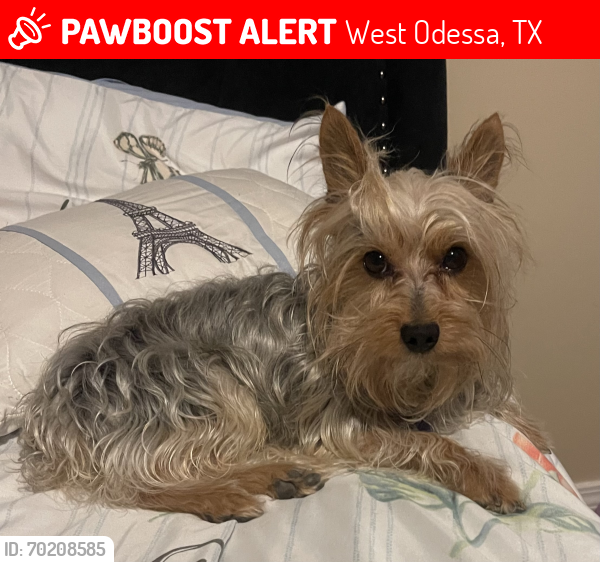 Lost Male Dog last seen Westcliff , West Odessa, TX 79763