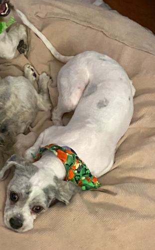 Lost Male Dog last seen Toll 130, Kelly Lane, E Pflugerville Parkway, 6845 & 45, Pflugerville, TX 78660