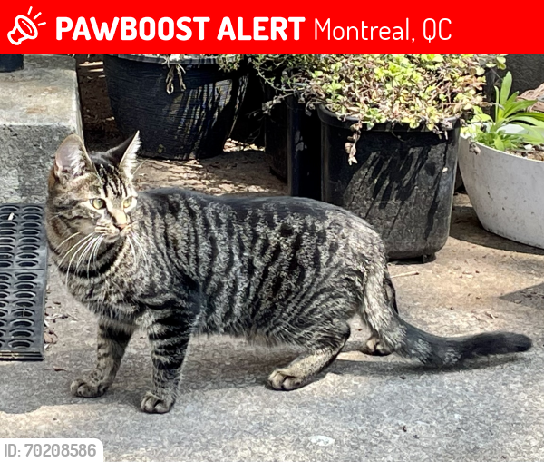 Lost Female Cat last seen Blvd Rosemont and Blvd St Michel, Montreal, QC 