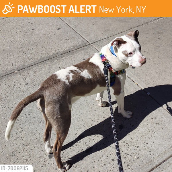 Shelter Stray Male Dog last seen Apt 4A,502 W 151 Street, NEW YORK, NY, 10031, New York, NY 10029