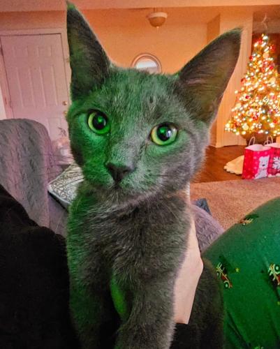 Lost Male Cat last seen McClay and Jungerman Road, St. Peters, MO 63376