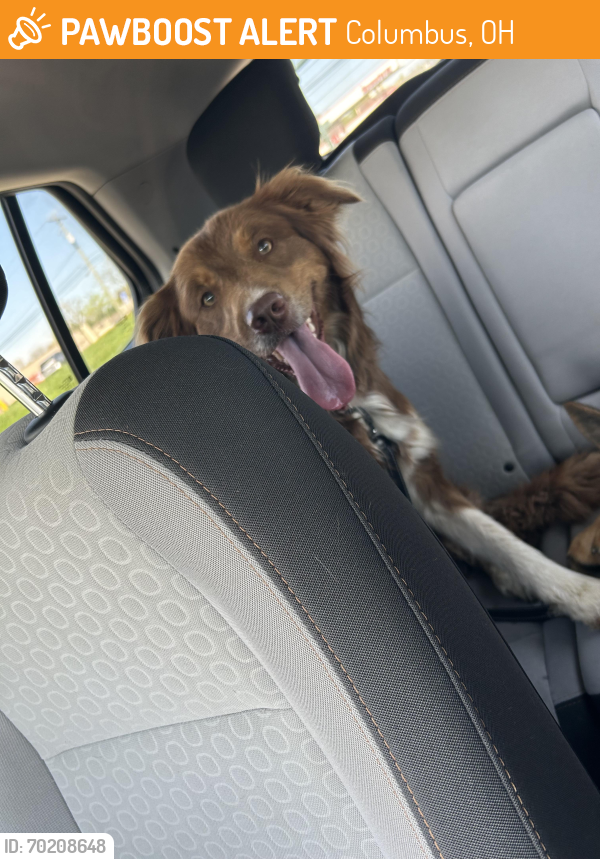 Found/Stray Female Dog last seen Empire Drive , Columbus, OH 43230