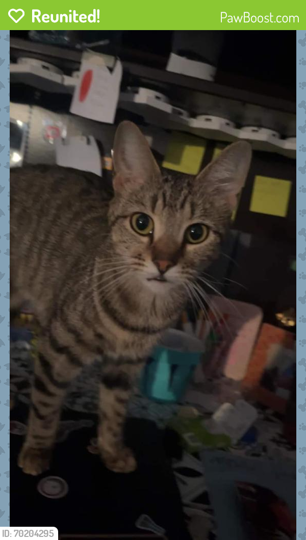 Reunited Female Cat last seen Near Slough Rd, C Winchester, OH 43110, USA, Canal Winchester, OH 43110