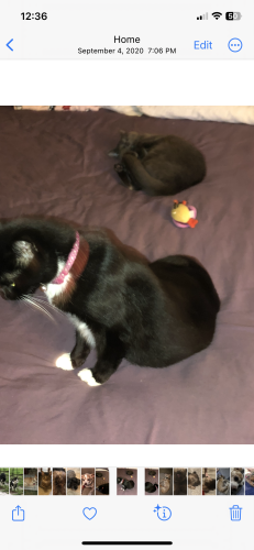 Lost Female Cat last seen Lake Margaret and Bumby, Orlando, FL 32806