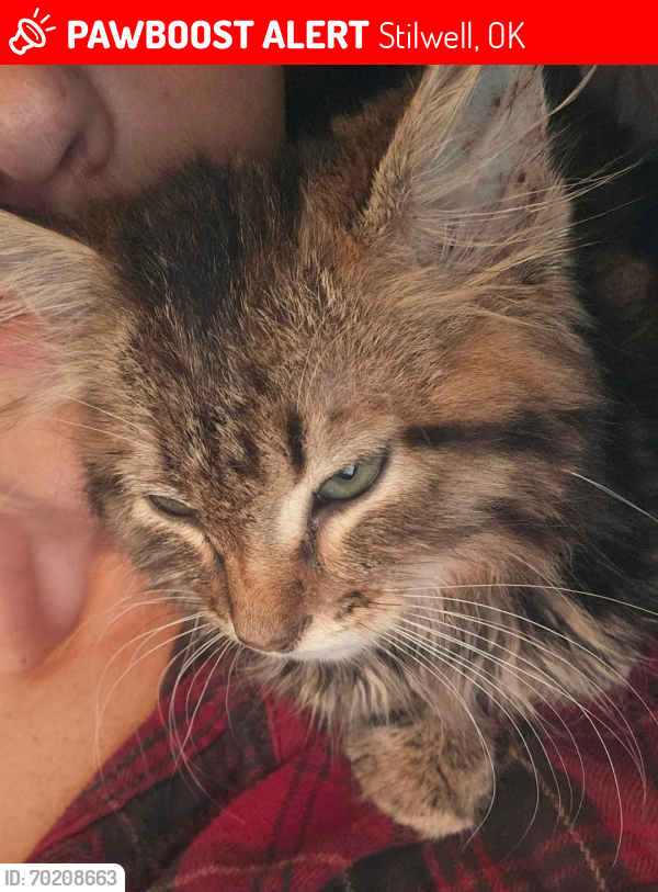 Lost Female Cat last seen Near hwy 51 stilwell, OK, Stilwell, OK 74960