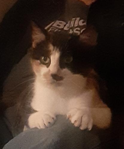 Lost Female Cat last seen Guptons pet care center on George Washington Blvd / Oliver, Wichita, KS 67210