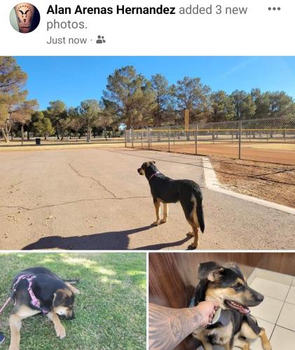 Lost Female Dog last seen Nellis vegas valley dr, Las Vegas, NV 89142