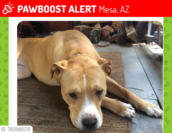 Lost Male Dog last seen skyline , Mesa, AZ 85208