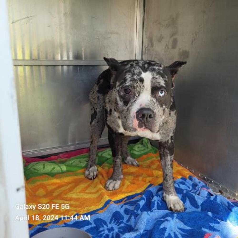 Shelter Stray Female Dog last seen Near BLOCK SHERIDAN ST, DETROIT, MI, Detroit, MI 48211