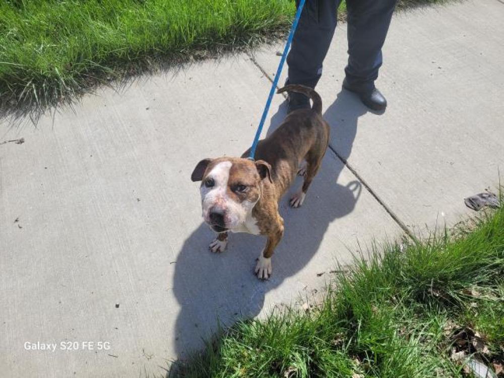 Shelter Stray Male Dog last seen Near BLOCK FAIRFIELD ST, DETROIT, MI, Detroit, MI 48211