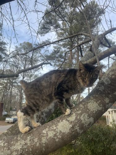 Lost Male Cat last seen Vallejo Circle, Columbia, SC 29206