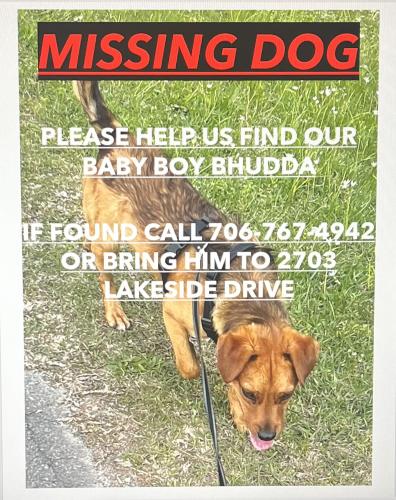 Lost Male Dog last seen Near lakeshore dr Rome ga , Rome, GA 30165