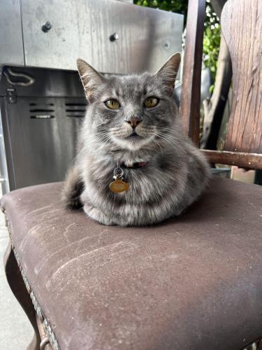 Lost Female Cat last seen Stamps Avenue and Gallatin , Downey, CA 90240
