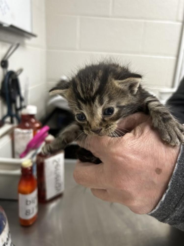 Shelter Stray Male Cat last seen Carroll County, GA , Carrollton, GA 30117