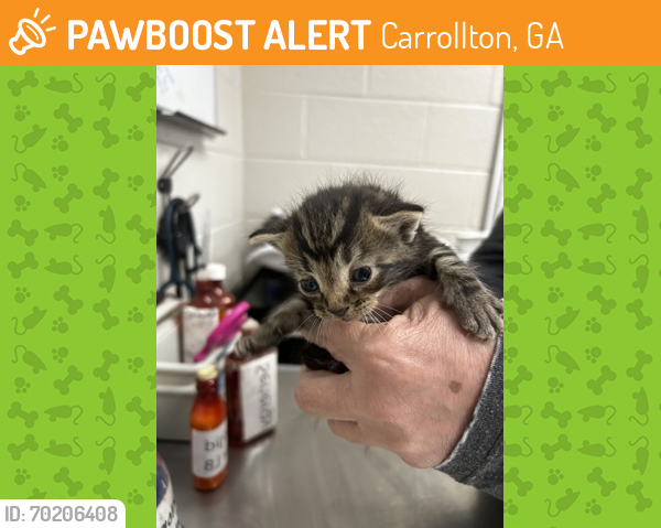 Shelter Stray Male Cat last seen Carroll County, GA , Carrollton, GA 30117