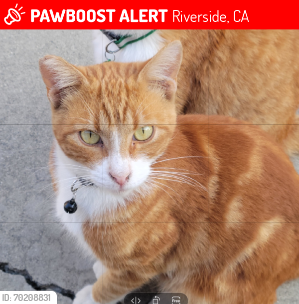 Lost Male Cat last seen Arlington Ave/Malibu Dr, Riverside, CA 92504