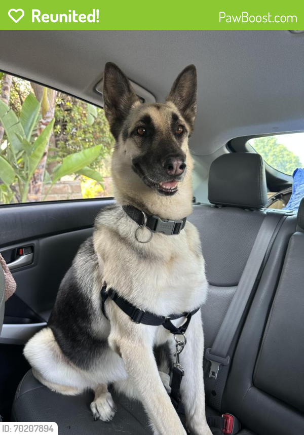 Reunited Female Dog last seen Round top and El Reposo Dr , Los Angeles, CA 90065