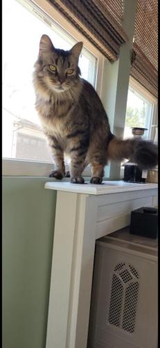 Lost Male Cat last seen Graham Rd and Circle Drive Franklin Indiana, Franklin, IN 46131