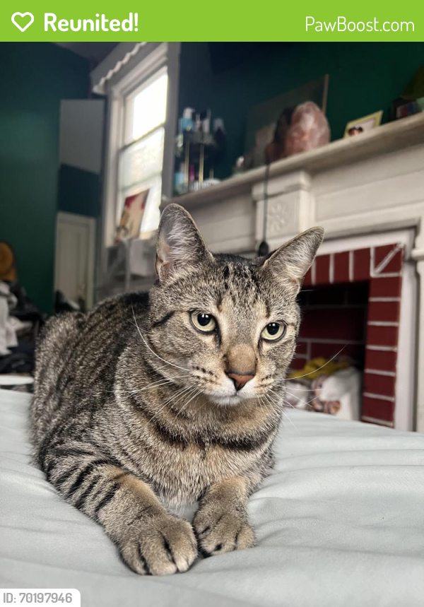 Reunited Male Cat last seen Astoria on 23rd ave 38th st, Queens, NY 11105