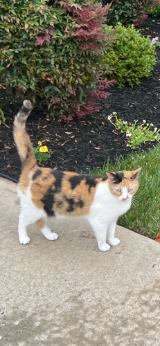 Lost Female Cat last seen Stephens Lane and Infinity , Durham, NC 27712
