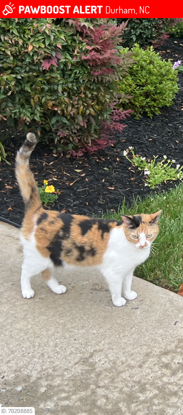 Lost Female Cat last seen Stephens Lane and Infinity , Durham, NC 27712