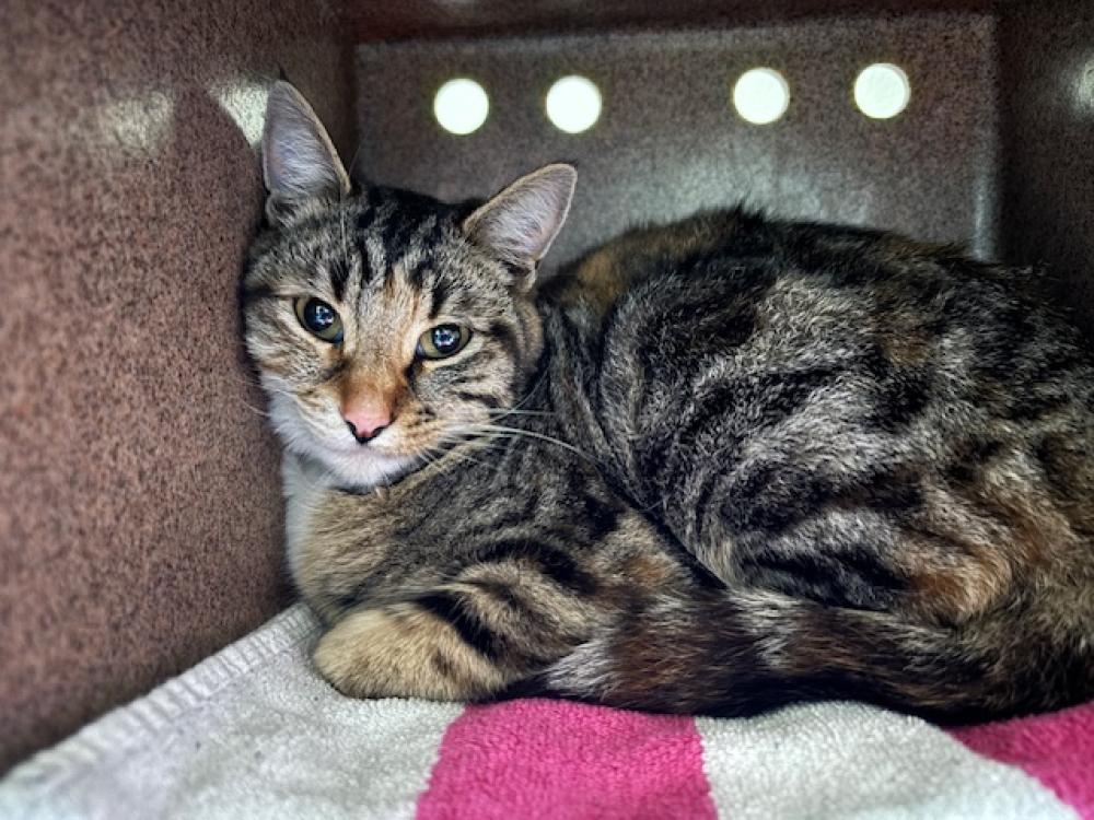 Shelter Stray Female Cat last seen ROSEMEAD BLVD & COLORADO, Pasadena, CA 91105